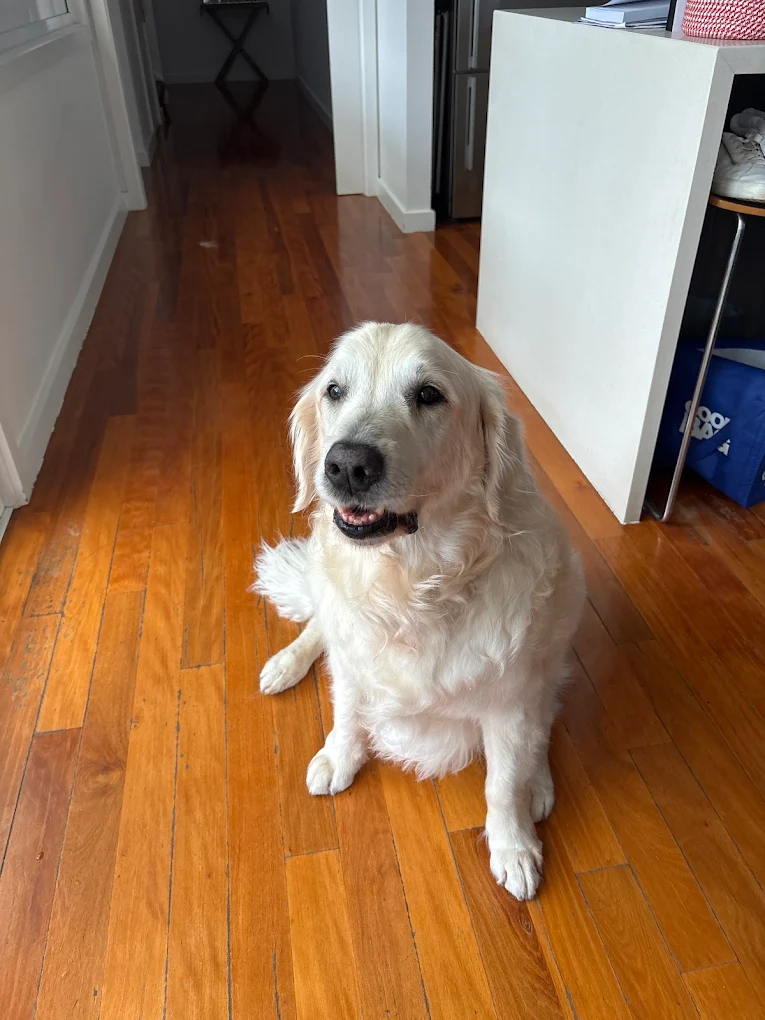 Groomer caring for a dog at Bayside Dog Grooming Salon
