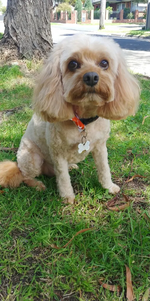 Happy dog after grooming at Bayside