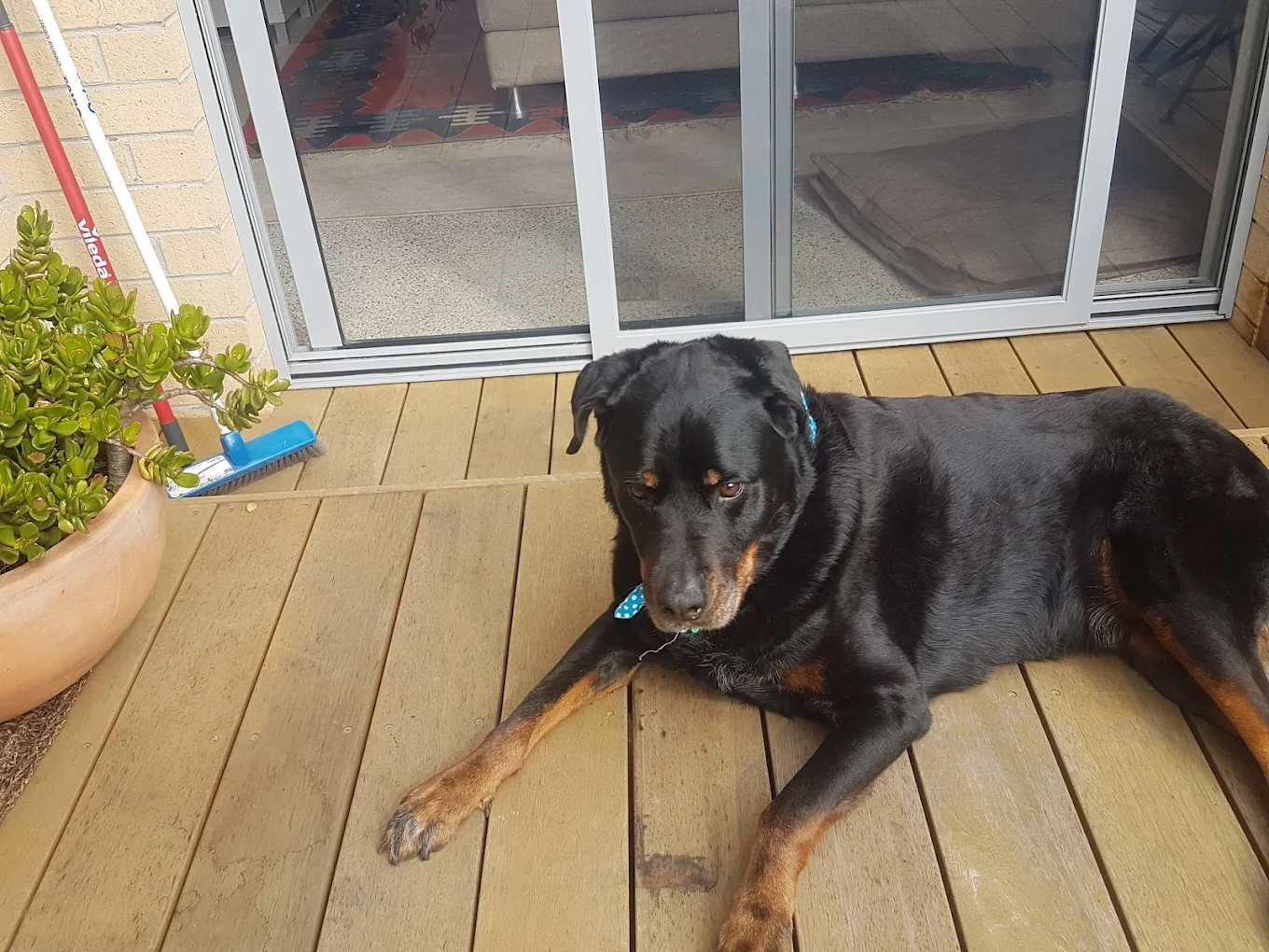 Dog beautifully groomed at Bayside Salon