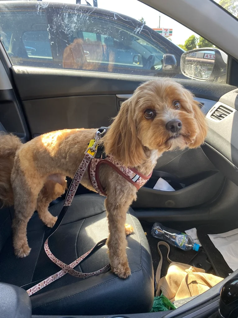 Dog looking great after a professional groom
