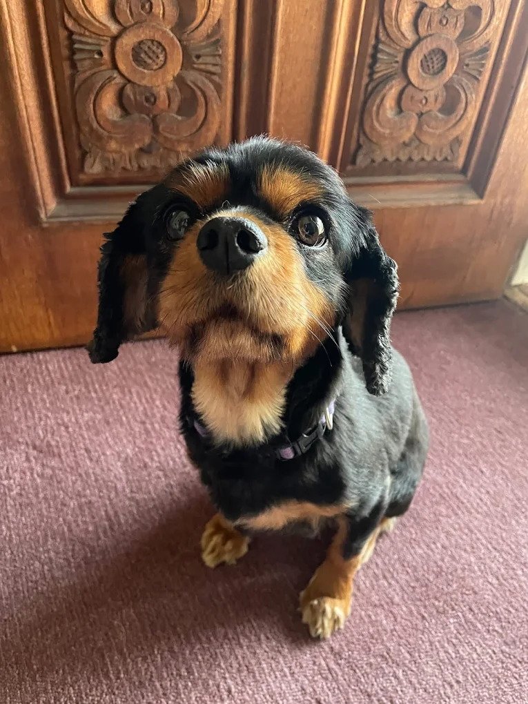 Dog beautifully groomed at Bayside